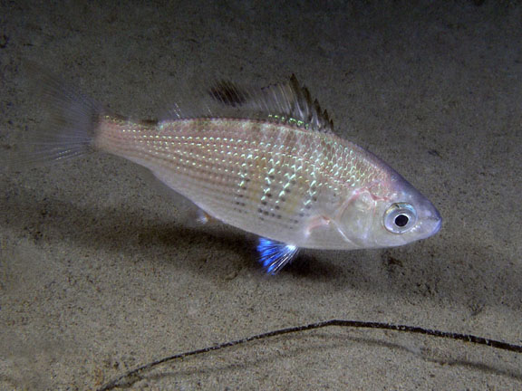 (Embiotocidae Agassiz, 1853) Семейство Эмбиотоциды, Эмбиотоковые